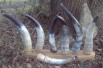 polished blowing horns